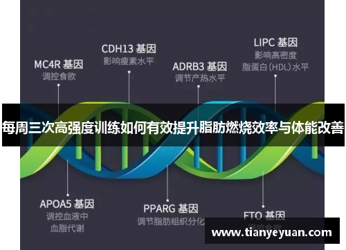 每周三次高强度训练如何有效提升脂肪燃烧效率与体能改善